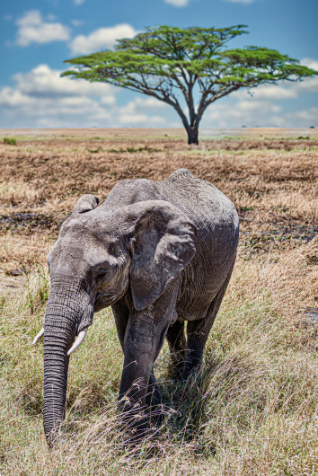 Puzzle slon savana