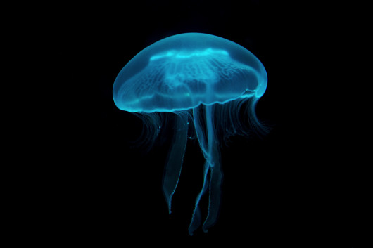 Puzzle meduza modra