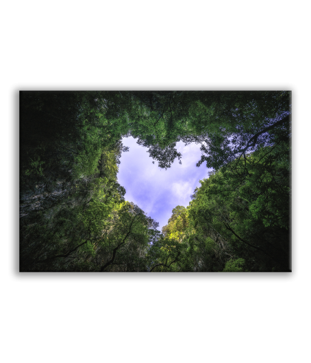 Obraz příroda les láska srdce