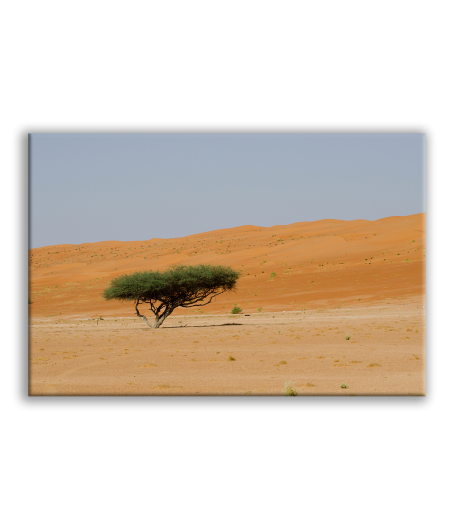 Obraz obraz strom poušť
