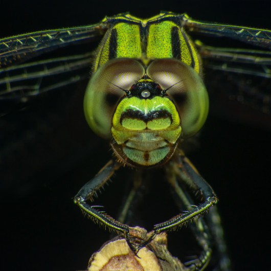 Puzzle zelená vážka oči